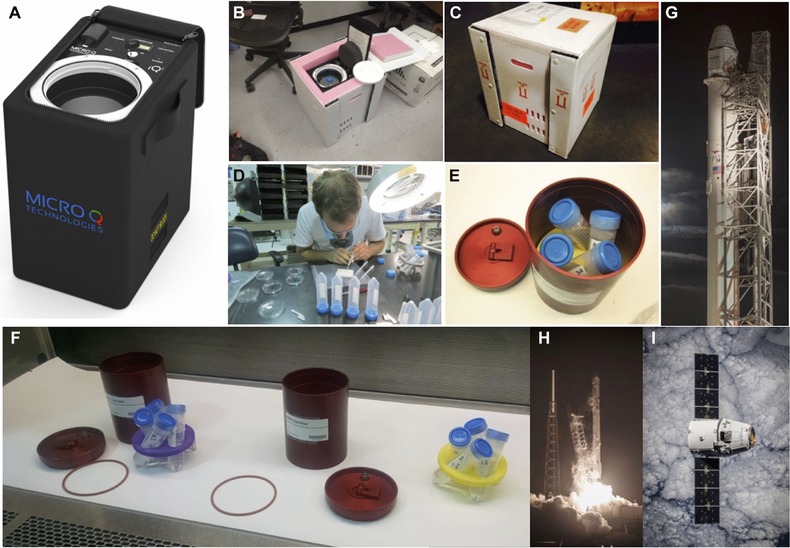 Planarian regeneration in space: Persistent anatomical, behavioral, and bacteriological changes induced by space travel.