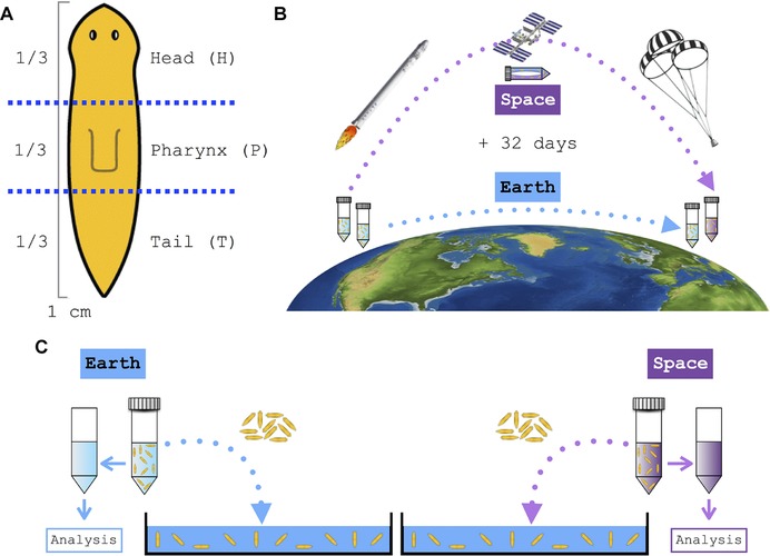 Planarian regeneration in space: Persistent anatomical, behavioral, and bacteriological changes induced by space travel.