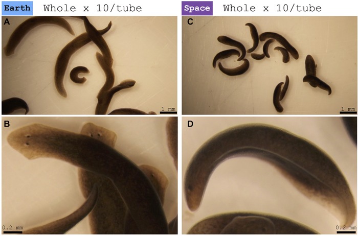 Planarian regeneration in space: Persistent anatomical, behavioral, and bacteriological changes induced by space travel.