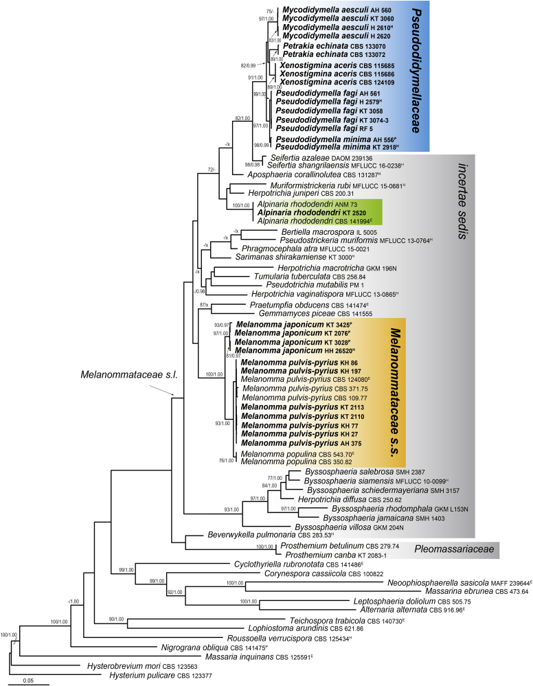 Pseudodidymellaceae fam. nov.: Phylogenetic affiliations of mycopappus-like genera in Dothideomycetes