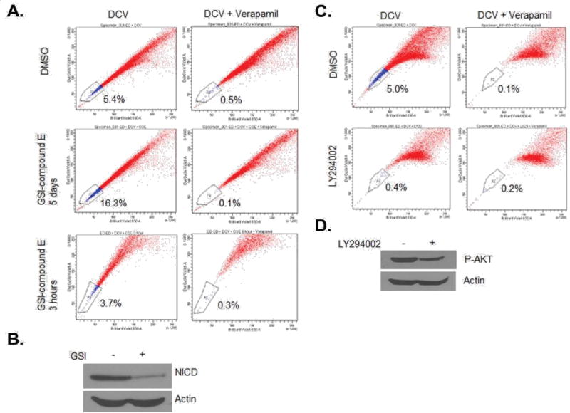 NOTCH1 Activation Depletes the Pool of Side Population Stem Cells in ATL.