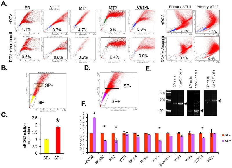 NOTCH1 Activation Depletes the Pool of Side Population Stem Cells in ATL.