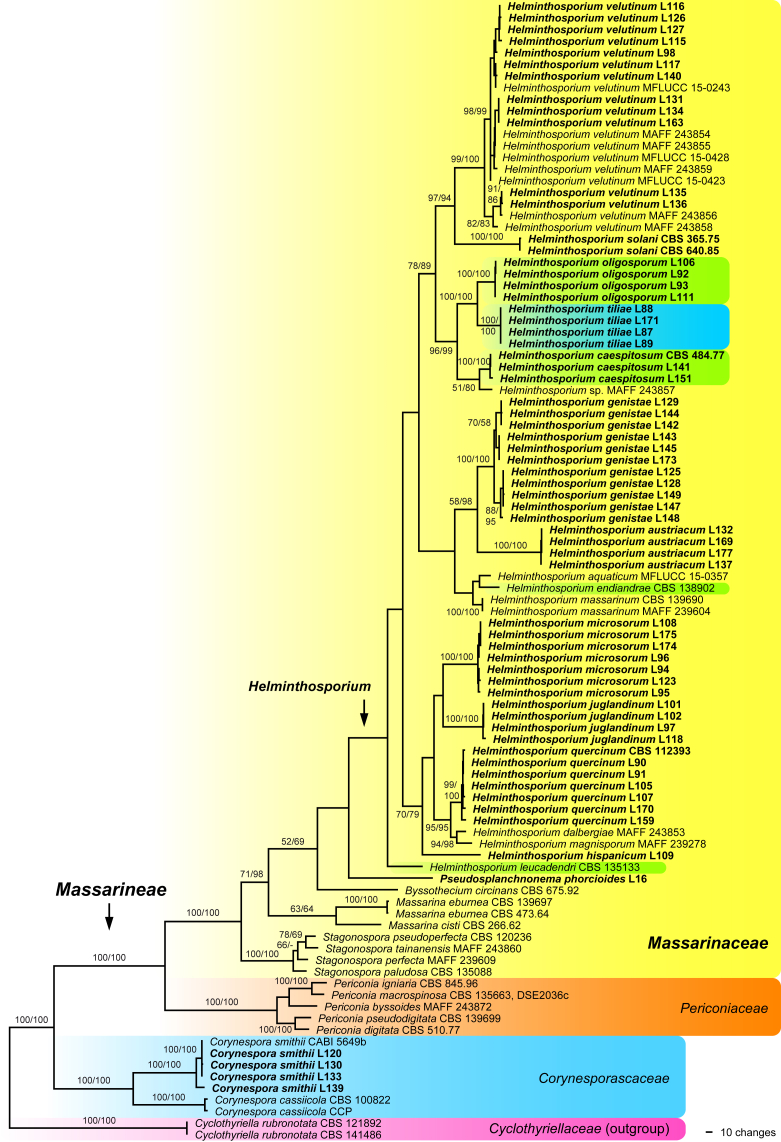 Corynespora, Exosporium and Helminthosporium revisited – New species and generic reclassification