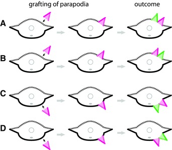 Regulation of dorso-ventral polarity by the nerve cord during annelid regeneration: A review of experimental evidence.