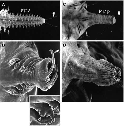 Regulation of dorso-ventral polarity by the nerve cord during annelid regeneration: A review of experimental evidence.