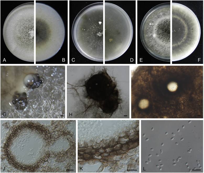 Didymellaceae revisited