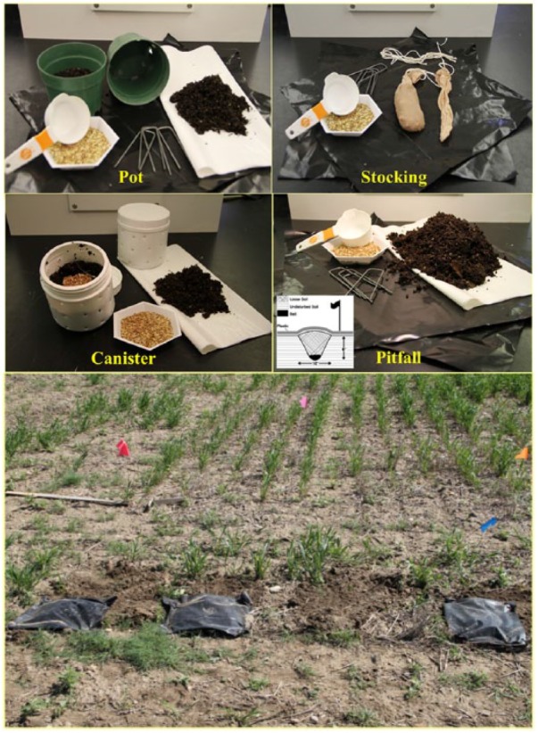 Evaluation of Four Bait Traps for Sampling Wireworm (Coleoptera: Elateridae) Infesting Cereal Crops in Montana.