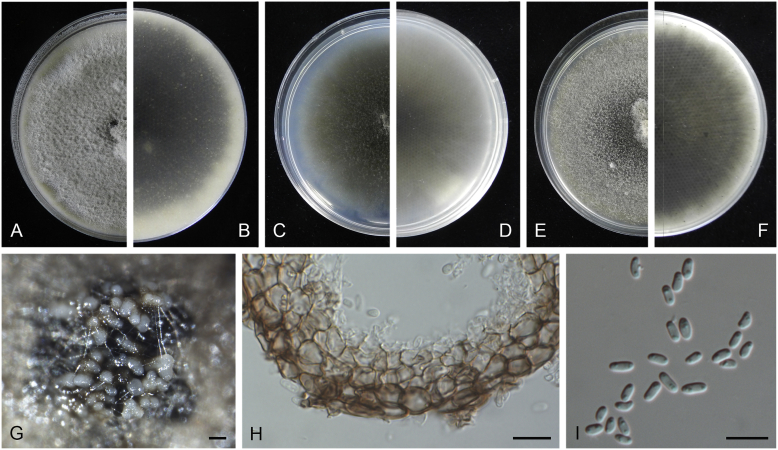 Didymellaceae revisited