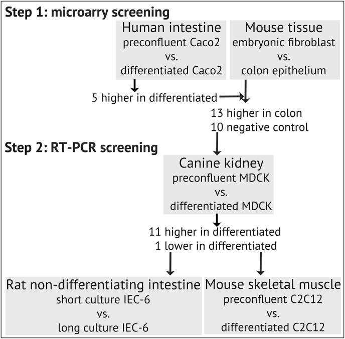 Human and mouse microarrays-guided expression analysis of membrane protein trafficking-related genes in MDCK cells, a canine epithelial model for apical and basolateral differential protein targeting