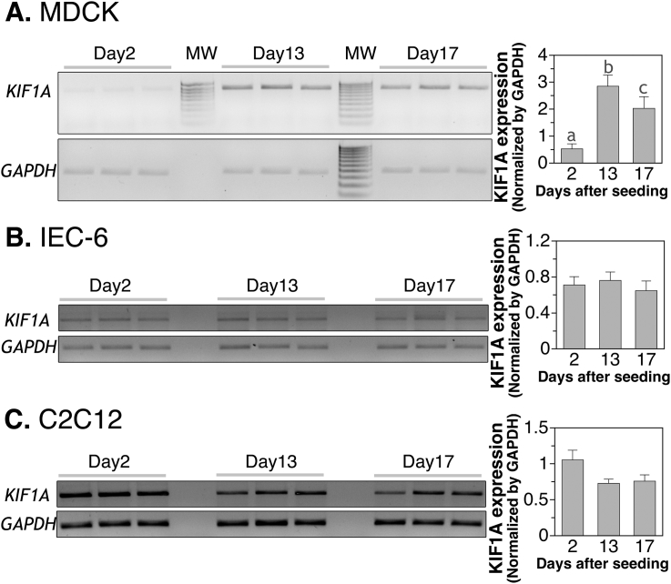 Human and mouse microarrays-guided expression analysis of membrane protein trafficking-related genes in MDCK cells, a canine epithelial model for apical and basolateral differential protein targeting