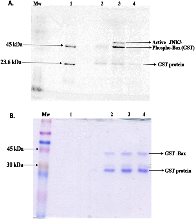 JNK3 phosphorylates Bax protein and induces ability to form pore on bilayer lipid membrane