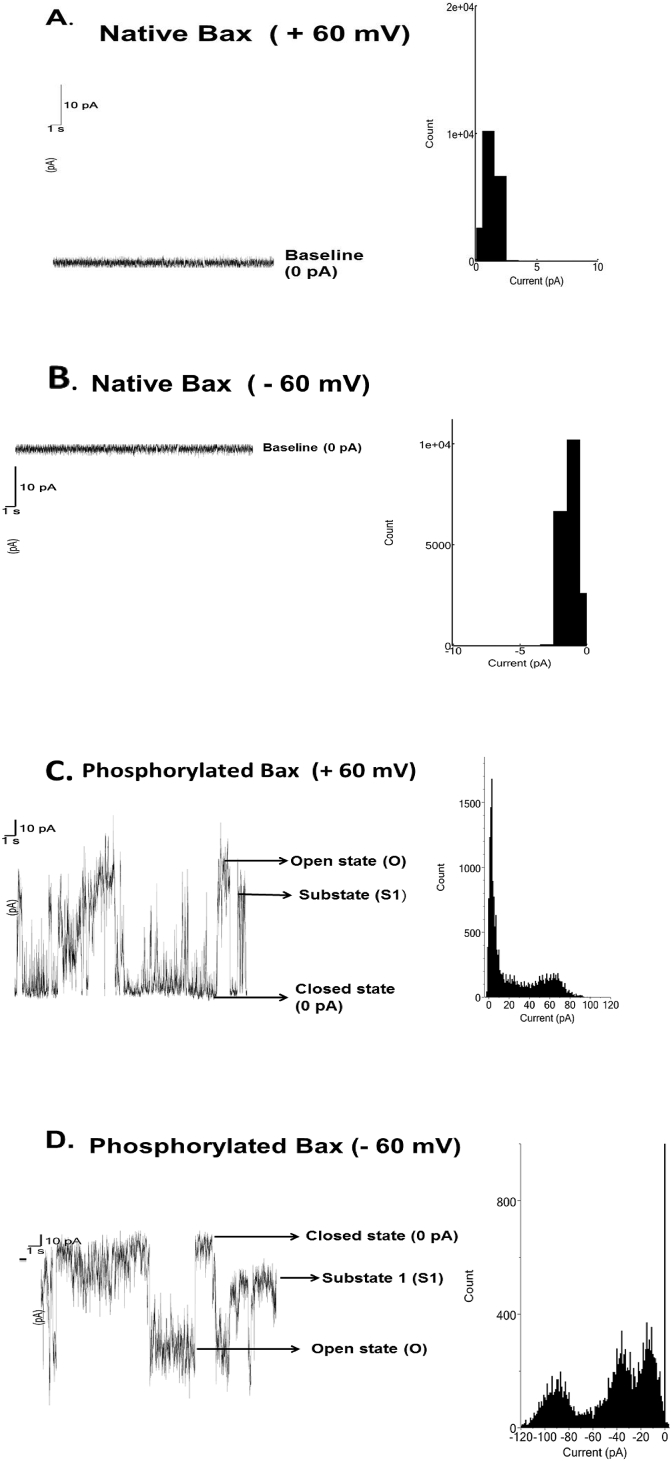 JNK3 phosphorylates Bax protein and induces ability to form pore on bilayer lipid membrane