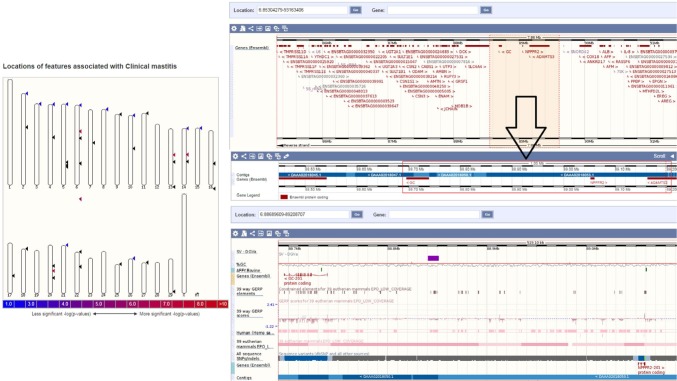Prioritizing single-nucleotide polymorphisms and variants associated with clinical mastitis.