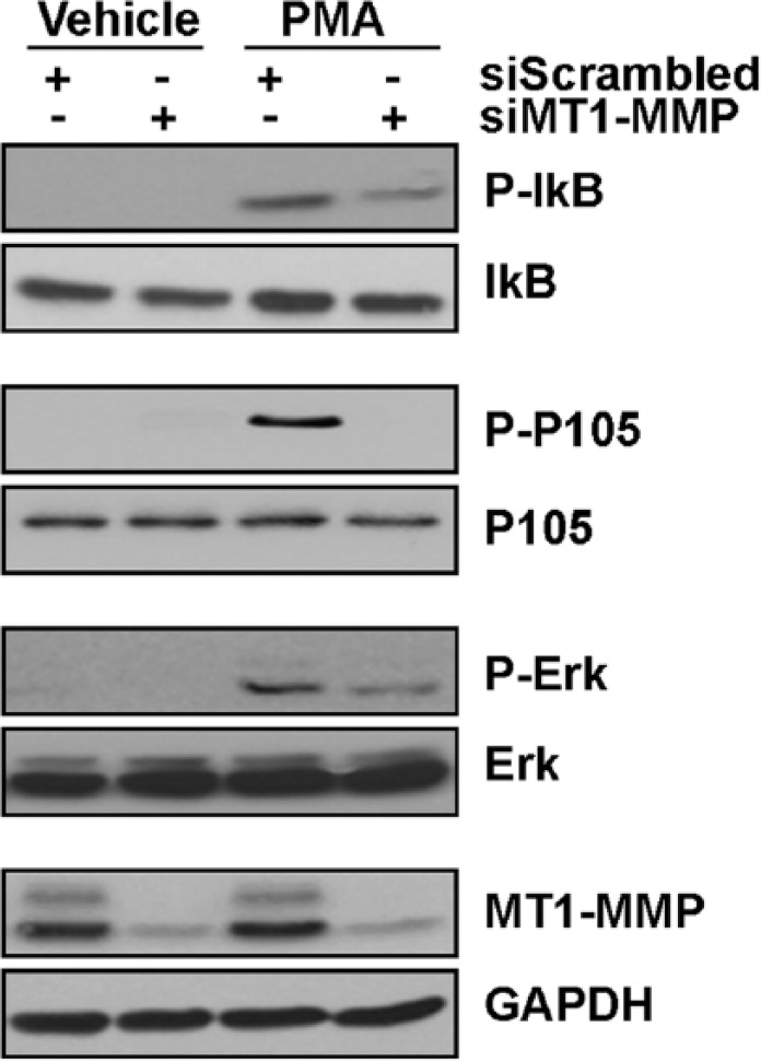 A Transcriptional Regulatory Role for the Membrane Type-1 Matrix Metalloproteinase in Carcinogen-Induced Inflammasome Gene Expression.