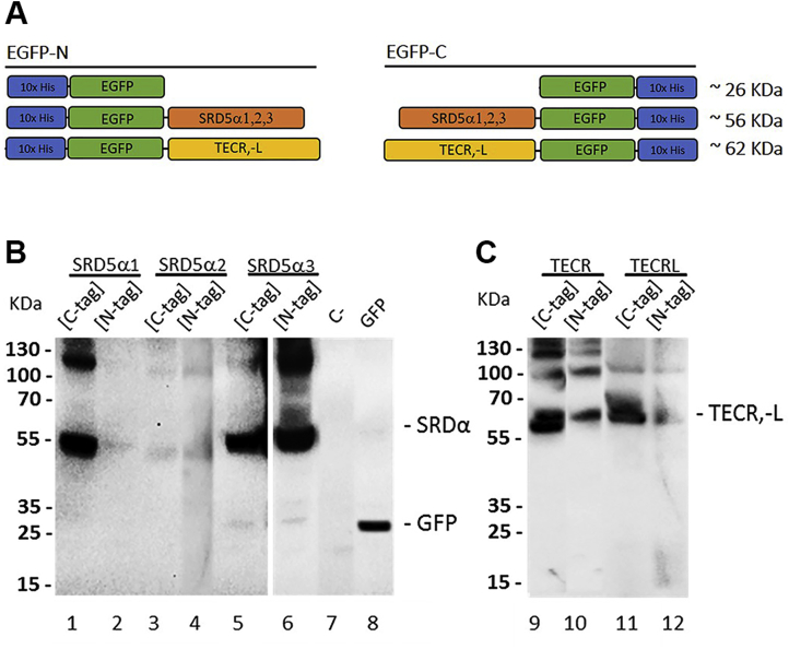 Subcellular localization of the five members of the human steroid 5α-reductase family