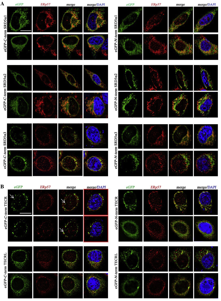 Subcellular localization of the five members of the human steroid 5α-reductase family