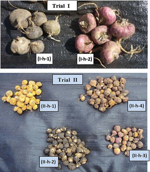 Peruvian Maca (<i>Lepidium peruvianum</i>) - III: The Effects of Cultivation Altitude on Phytochemical and Genetic Differences in the Four Prime Maca Phenotypes.