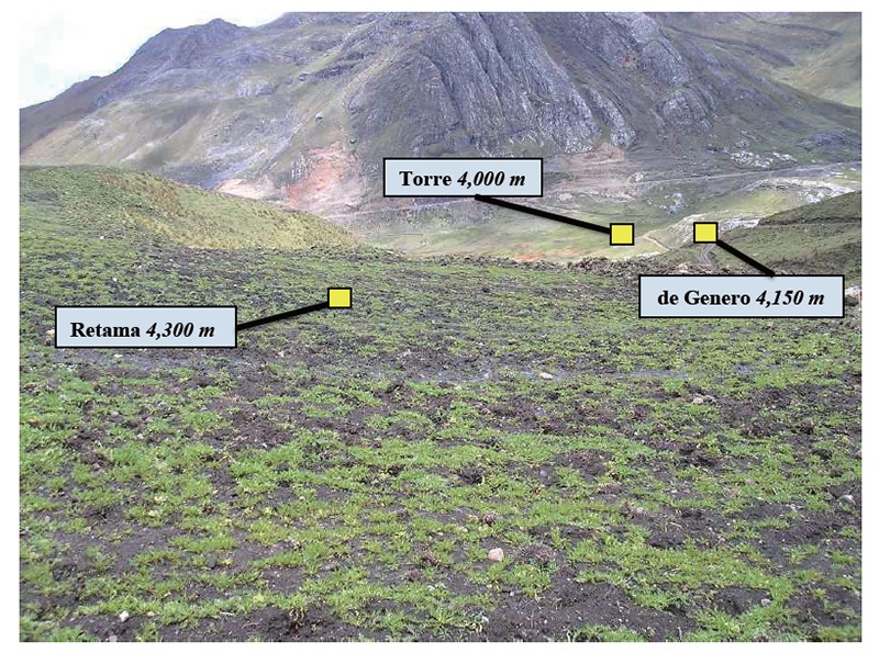 Peruvian Maca (<i>Lepidium peruvianum</i>) - III: The Effects of Cultivation Altitude on Phytochemical and Genetic Differences in the Four Prime Maca Phenotypes.