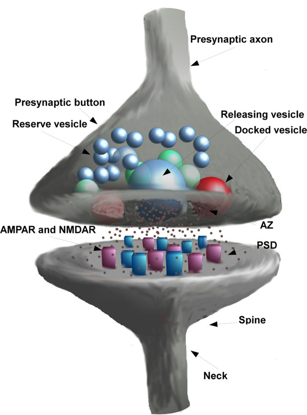 Stochastic, structural and functional factors influencing AMPA and NMDA synaptic response variability: a review.