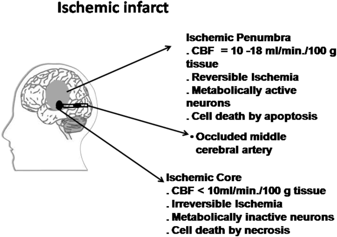 Putative roles of mitochondrial Voltage-Dependent Anion Channel, Bcl-2 family proteins and c-Jun N-terminal Kinases in ischemic stroke associated apoptosis