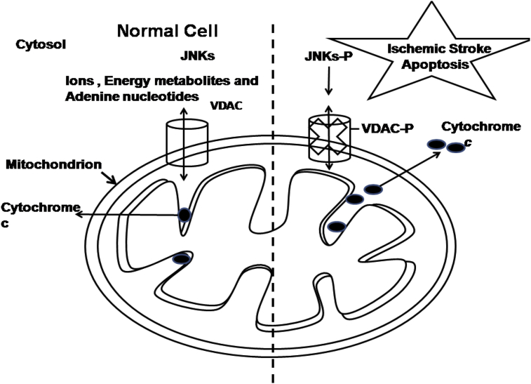 Putative roles of mitochondrial Voltage-Dependent Anion Channel, Bcl-2 family proteins and c-Jun N-terminal Kinases in ischemic stroke associated apoptosis