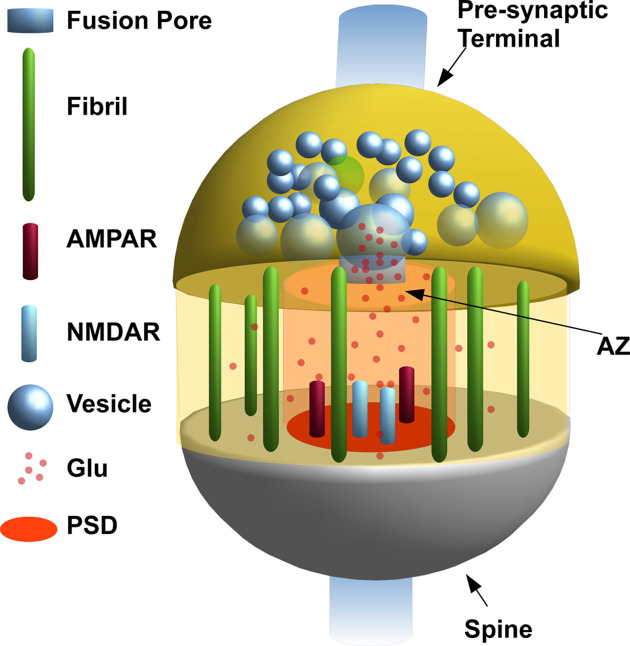 Stochastic, structural and functional factors influencing AMPA and NMDA synaptic response variability: a review.