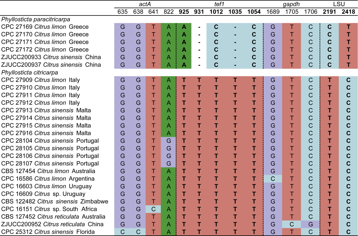 First report of Phyllosticta citricarpa and description of two new species, P. paracapitalensis and P. paracitricarpa, from citrus in Europe