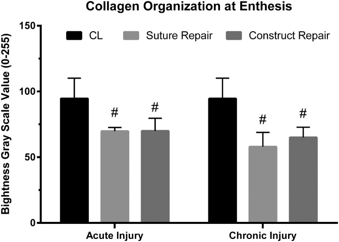 Tissue-Engineered Tendon for Enthesis Regeneration in a Rat Rotator Cuff Model.