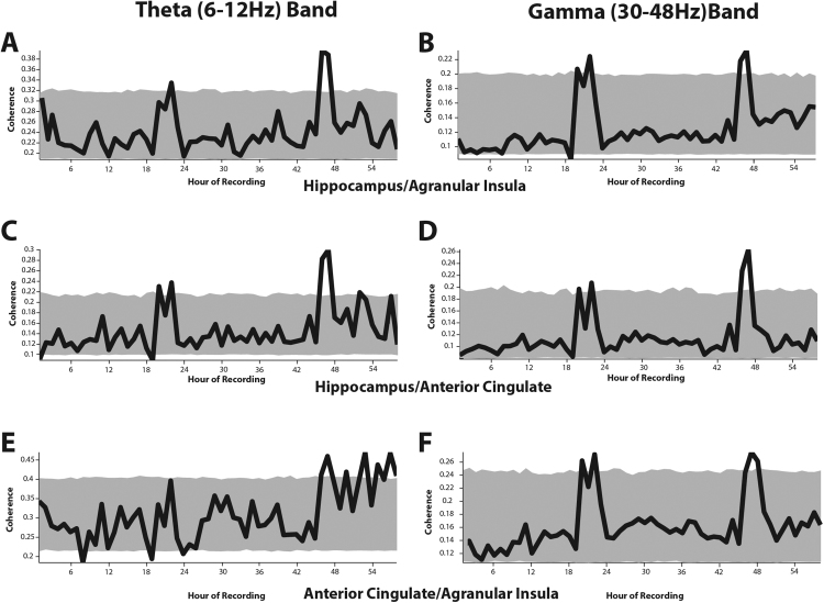 Circadian-scale periodic bursts in theta and gamma-band coherence between hippocampus, cingulate and insular cortices