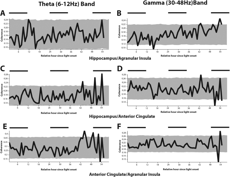 Circadian-scale periodic bursts in theta and gamma-band coherence between hippocampus, cingulate and insular cortices