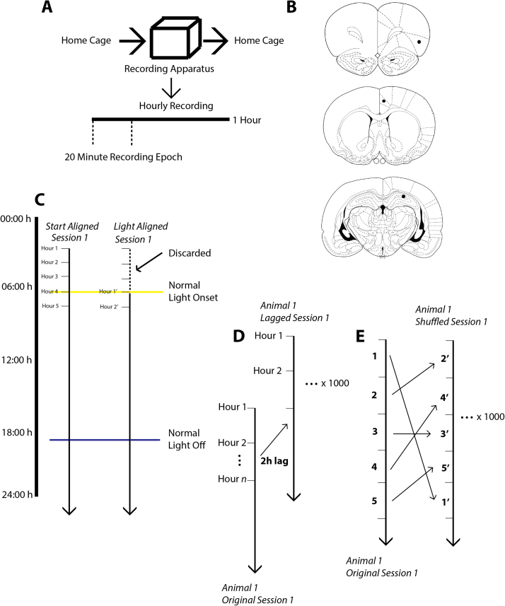 Circadian-scale periodic bursts in theta and gamma-band coherence between hippocampus, cingulate and insular cortices