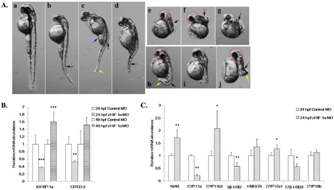 Overexpression and Knockdown of Hypoxia-Inducible Factor 1 Disrupt the Expression of Steroidogenic Enzyme Genes and Early Embryonic Development in Zebrafish.