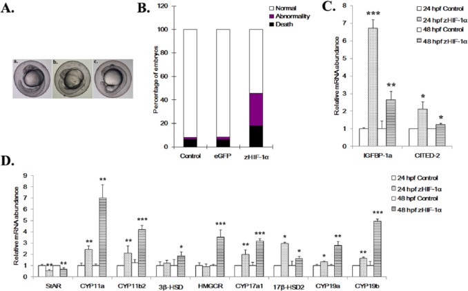 Overexpression and Knockdown of Hypoxia-Inducible Factor 1 Disrupt the Expression of Steroidogenic Enzyme Genes and Early Embryonic Development in Zebrafish.