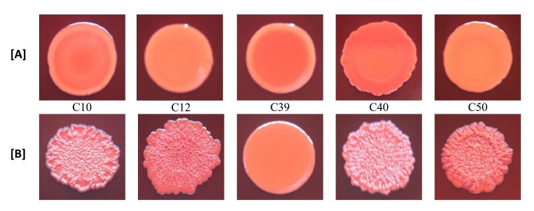 Sub-Inhibitory Concentrations of Rifampicin Strongly Stimulated Biofilm Production in <i>S. aureus</i>.