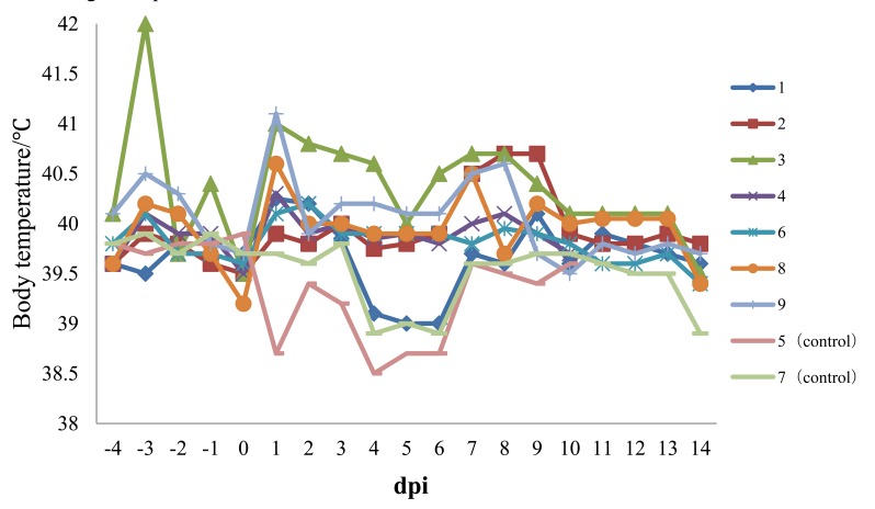 Pathogenic Characterization of European Genotype Porcine Reproductive and Respiratory Syndrome Virus Recently Isolated in Mainland China.