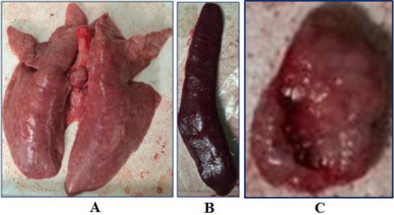 Pathogenic Characterization of European Genotype Porcine Reproductive and Respiratory Syndrome Virus Recently Isolated in Mainland China.