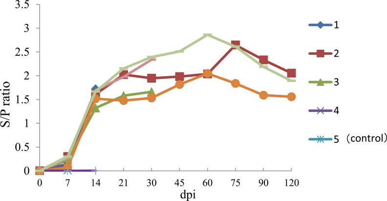 Pathogenic Characterization of European Genotype Porcine Reproductive and Respiratory Syndrome Virus Recently Isolated in Mainland China.