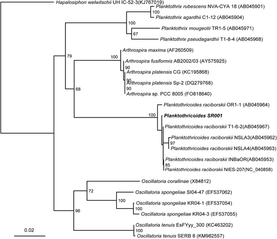 Genomics insights into production of 2-methylisoborneol and a putative cyanobactin by <i>Planktothricoides</i> sp. SR001.