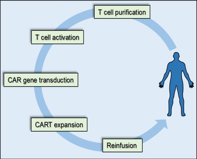 Chimeric-Antigen-Receptor (CAR) T Cells and the Factors Influencing their Therapeutic Efficacy.