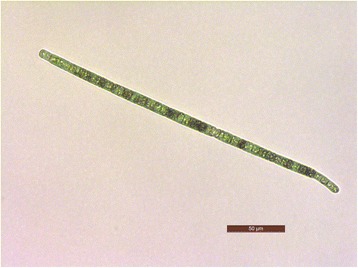 Genomics insights into production of 2-methylisoborneol and a putative cyanobactin by <i>Planktothricoides</i> sp. SR001.