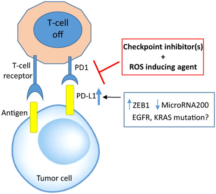 Relationship of Metabolic Alterations and PD-L1 Expression in Cisplatin Resistant Lung Cancer.