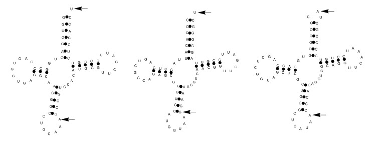 Non-Coding RNAs are Differentially Expressed by <i>Nocardia brasiliensis in Vitro</i> and in Experimental Actinomycetoma.