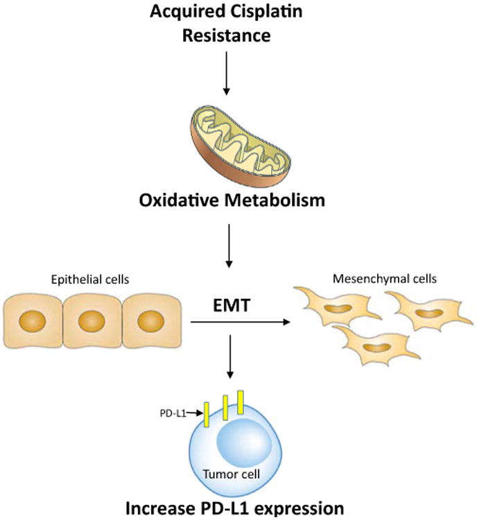 Relationship of Metabolic Alterations and PD-L1 Expression in Cisplatin Resistant Lung Cancer.