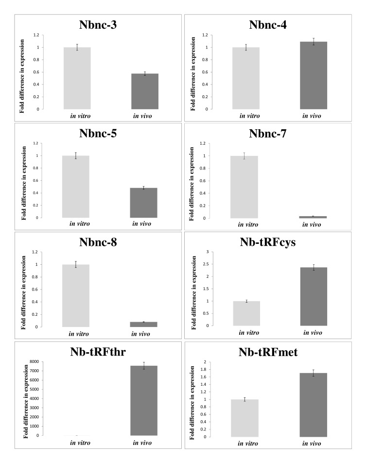 Non-Coding RNAs are Differentially Expressed by <i>Nocardia brasiliensis in Vitro</i> and in Experimental Actinomycetoma.