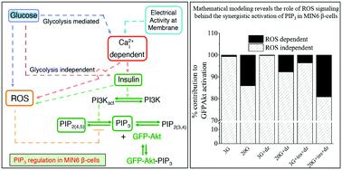 Decoding the regulatory mechanism of glucose and insulin induced phosphatidylinositol 3,4,5-trisphosphate dynamics in β-cells†
