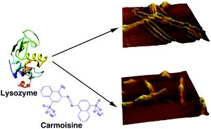 Interaction and inhibitory influence of the azo dye carmoisine on lysozyme amyloid fibrillogenesis†