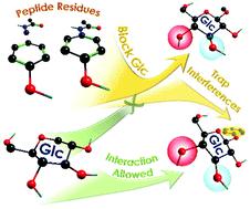 Understanding the role of tyrosine in glycogenin†