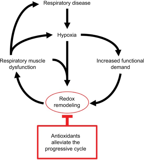 Respiratory muscle dysfunction in animal models of hypoxic disease: antioxidant therapy goes from strength to strength.