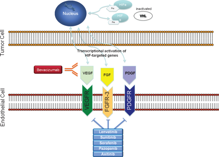 Therapeutic Sequencing in Metastatic Renal Cell Carcinoma.