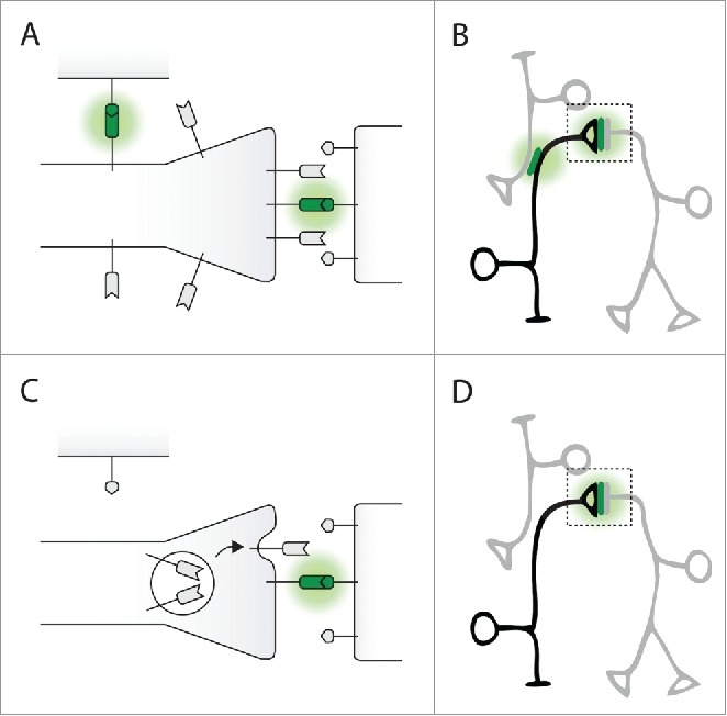 Methods to investigate the structure and connectivity of the nervous system.